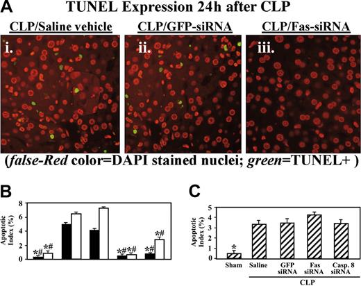 Figure 4. Apoptosis in the liver and spleen following siRNA treatment. (A) Representative immunofluorescent micrographs indicating TUNEL-positive cells in liver sections after CLP; (i) saline treatment, (ii) GFP siRNA, and (iii) Fas siRNA. (B) Apoptotic index of hepatocytes and splenocytes following caspase-8 and Fas siRNA treatment following CLP as determined by TUNEL. ▪ indicates hepatocytes; □, splenocytes. *#P < .005 versus saline and GFP controls, Mann-Whitney U test (n = 5/group). (C) Apoptotic index in the thymus following caspase-8 or Fas siRNA treatment following CLP. Data are presented as mean ± standard error (SE) of the mean.