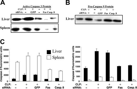 Figure 5. Levels of active caspase-3 in the liver and the spleen. These blots are representative of 3 repeat experiments. (A) Active caspase-3 and (B) procaspase-9 levels in the liver after siRNA treatment. (C) Caspase-3 (left graph) and 8 (right graph) activities (in arbitrary fluorescent units) in the liver and the spleen after CLP and Fas or caspase-8 siRNA treatment. Data are presented as mean ± SE of the mean.