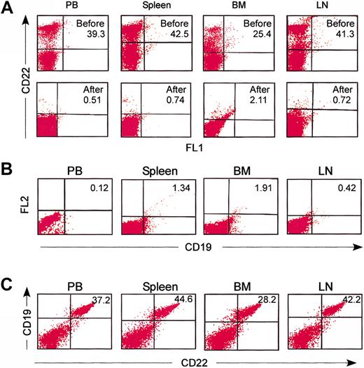 Figure 2. CD22/cal has B-cell-specific in vivo cytotoxicity. Male B6 mice received 2 (days 0 and 5) intraperitoneal injections with the conjugate at a calicheamicin dose of 160 μg/kg/injection. B-cell depletion was monitored in individual mice by flow cytometry in BM, spleen, LN, and PB samples on days 12, 20, 30, 35, 40, and 50 after the first injection. Three mice per time point were studied and the results (mean percentages ± SD) are listed in Table 2. (A) Flow cytometry dot plot representation of the data listed in Table 2. Numbers are the percentages of CD22+ B cells in PB, spleen, BM, and LNs before and 12 days after 2 injections with CD22/cal. Representative data from one mouse are shown. (B) Day 12 samples were also stained for CD19 expression. (C) Flow cytometric analysis demonstrating that the same population of B cells stained positive for CD22 and CD19 expression in PB, spleen, BM, and LN tissue samples in wild-type B6 mice. Representative data from one mouse are shown.