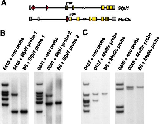 Figure 2. Frequent MSCV integrations at Sfpi1 and Mef2c in Sox4-induced leukemias. (A) MSCV integrations at Sfpi1 (top panel) or Mef2c (bottom panel). Exon-coding regions are highlighted in yellow and noncoding exons in gray. Arrows indicate translation start sites. The location and orientation of viral integrations are depicted by red triangles. (B) Southern blot analysis of spleen DNA of leukemic animals 5413 and 0841 and control C57BL/6 genomic DNA probed with neo or Sfpi1 probes. (C) Similar Southern blot analysis of spleen DNA from leukemic animals 0137 and 0249 probed with neo or Mef2c probe.