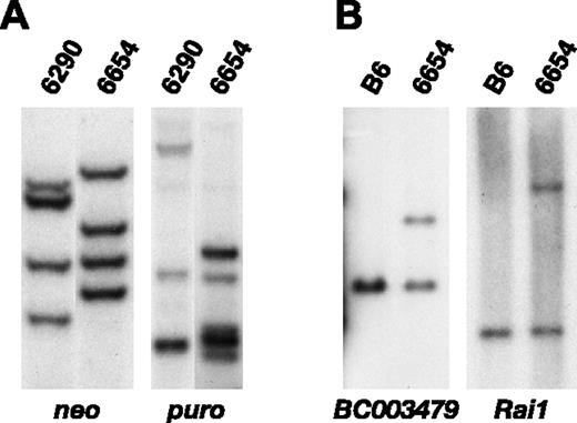 Figure 5. MSCV-Sox4 and MSCV-Mef2c integrations are present in the same cell in leukemias induced by transplantation of double-transduced cells. (A) Southern blot analysis of HindIII-digested spleen DNA of leukemic animals 6290 and 6654 probed with a neo-specific (left) or a puro-specific (right) probe. (B) Southern blot analysis of EcoRI-digested spleen DNA of leukemic animal 6654 and normal C57BL/6 DNA probed with a BC003479 locus-specific probe (left) or the same DNA digested with HindIII and probed with a Rai1 locus-specific probe (right).