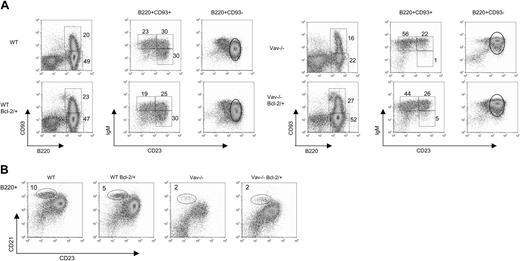 Figure 5. Overexpression of Bcl-2 partially rescues B-cell development of Vav-deficient cells. Recipient mice were reconstituted with bone marrow cells from Vav-deficient mice with or without expressing transgenic Bcl-2 (7 and 8 mice, respectively). Wild-type mice carrying or not carrying the Bcl-2 transgene were used as controls (5 mice each). Spleen cells were analyzed at 6 weeks after reconstitution. (A) B cells of the indicated genotype were stained and analyzed as described in Figure 1. (B) B cells identified as B220+ were further analyzed by staining using antibodies against CD23 and CD21. Numbers shown represent the percentages of B cells falling within the regions illustrated.