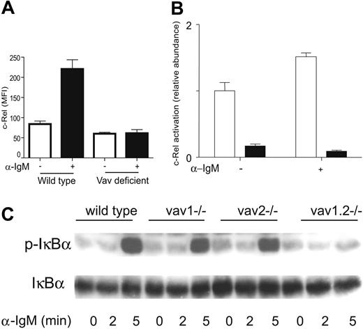 Figure 7. NF-κB activity induced by BCR ligation is impaired in the absence of Vav proteins. (A) Splenocytes from wild-type and Vav-deficient mice (3 mice per group) were incubated with or without 10 μg/mL Fab2 α-IgM for 16 hours. Subsequently, mature B cells were identified as HSAlow, CD21+, or CD23+, and c-Rel levels were analyzed by flow cytometry. (□) Cells incubated in culture medium. (▪) Stimulated cells. (B) B cells from wild-type mice (□) or Vav-deficient (▪) were stimulated as in panel A. Subsequently, nuclear extracts were prepared, and c-Rel nuclear complexes were measured and represented as indicated in Figure 3D. (C) Splenic B cells from wild-type, Vav-1-, Vav-2-, or Vav-1/2-deficient mice were stimulated with 10 μg/mL Fab2 α-IgM for the indicated time points. Phosphorylation status of IκBα (p-IκBα) was analyzed by Western blot. Stripping and reprobing with α-IκBα antibodies was used as loading control. Error bars correspond to standard deviation.