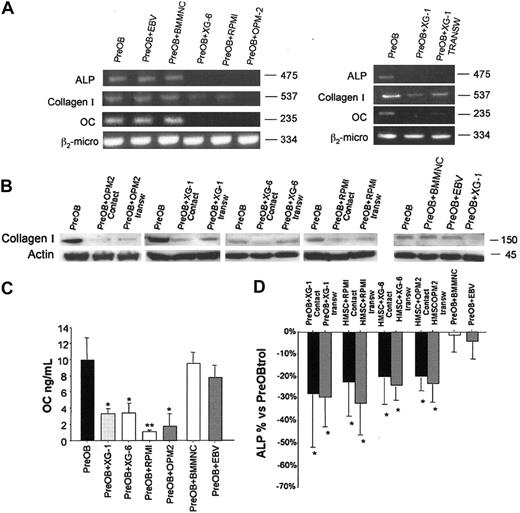Figure 4. Effect of human myeloma cells on osteoblast differentiation. Confluent PreOBs obtained from healthy BMMNCs were cocultured with HMCLs (XG-6, RPMI-8226, OPM2, and XG-1) in the presence or absence of a transwell insert or with healthy BMMNCs or the EBV-positive cell line B95.8 for 24 to 48 hours. After 24 hours mRNA was extracted from either PreOBs alone, in the control condition and transwell coculture condition, or from pooled cells in cell-to-cell contact condition. (A) Alkaline phosphatase (ALP), collagen I, and osteocalcin (OC) mRNA expression was evaluated by RT-PCR. (B) Collagen I protein was assessed by Western blot analysis after 48-hour coculture. Figures are representative of 3 independent experiments. (C) OC levels were measured by ELISA assay in the 48 hours conditioned medium of cell-to-cell contact cocultures. Graphs and bars represent the mean OC levels plus SD of 3 independent experiments performed in duplicate. *P = .01; **P = .001. (D) Alkaline phosphatase (ALP) levels were detected by a fluorimetric method on cell lysates of 48-hour coculture. Graphs and bars represent the mean % minus SD versus the control condition (PreOB alone). *P < .05. (BMMNC: bone marrow mononuclear cells; EBV: EBV-positive cell line B95.8)