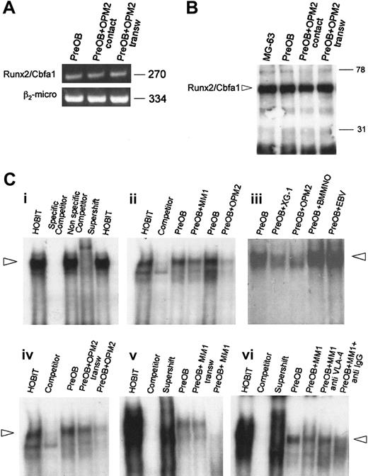 Figure 5. Effect of myeloma cells on Runx2/Cbfa1 expression and activity by PreOBs. (A) The expression of Runx2/Cbfa1 mRNA was evaluated by RT-PCR in PreOBs after 24-hour coculture with OPM2 in the presence or absence of a transwell insert. Nuclear extracts (80 μg) were obtained from PreOBs, PreOBs cocultured for 48 hours with OPM2 placed in a transwell insert, or from PreOBs pooled with OPM2. The expression of Runx2/Cbfa1 protein was analyzed by Western blot as described in “Patients, materials, and methods.” (B) Runx2/Cbfa1 was identified as a band of a molecular weight of about 65 kDa. (C) Human osteoblast cell line HOBIT was used as positive control. Runx2/Cbfa1 DNA-binding activity was evaluated by EMSA. Nuclear extracts (20 μg) of the cells were incubated with 32P-labeled OSE2 probe. Protein-DNA complexes were resolved in 5% nondenaturating polyacrylamide gel, which was then dried by heating in vacuum and analyzed by autoradiography. (Ci) To validate the EMSA protocol we used HOBIT (positive control), HOBIT plus 100-fold wild-type unlabeled probe (competitor), HOBIT plus 100-fold mutant unlabeled probe (nonspecific competitor), HOBIT plus antibody specific for Runx2/Cbfa1 (supershift). (Cii) A coculture system between PreOBs and the HMCLs OPM2 and XG-1, healthy BMMNCs, EBV cell line B95.8, or freshly purified MM cells of a representative patient (MM1) has been performed for 24 hours, and Runx2/Cbfa1 DNA-binding activity was evaluated by EMSA. (Ciii) In some experiments, OPM2 and fresh MM cells (MM1) were cocultured in the presence or absence of a transwell insert. (Civ) Finally, PreOBs and fresh MM cells (MM1) were cocultured in a cell-to-cell contact system with or without blocking anti-VLA-4 mAb or anti-IgG control mAb. Figures are representative of 3 independent experiments.