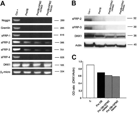 Figure 6. Expression of osteoblast inhibitors in coculture. Human BM PreOBs were cocultured in the presence or absence of a transwell insert with OPM2. (A) After 24 hours, mRNA was extracted and the expression of noggin; gremlin sFRP-1, sFRP-2, sFRP-3, and sFRP-4; and DKK1 was evaluated by RT-PCR. (B) sFRP-2, sFRP-3, and DKK1 protein expression was evaluated by Western blot analysis after 48 hours. Figures are representative of 3 independent experiments. Graphs represent the mean optic density (OD ratio) of DKK1 normalized to actin of a representative experiment. The following positive controls (Con +) have been used: noggin, human amniotic cells; Gremlin, osteoblast-like cell line MG-63 stimulated with rhBMP-2 (100 ng/mL), sFRP-1, sFRP-2, sFRP-3, and sFRP-4; fetal and adult human cardiomiocytes, DKK1; and HOBIT.