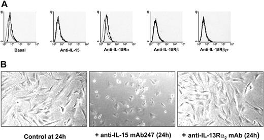 Figure 1. Flow cytometry analysis of mb-IL-15 expression on human spleen myofibroblasts. (A) Flow cytometry analysis using a rabbit polyclonal IgG anti-IL-15 revealed a mb-IL-15 form on human spleen myofibroblasts 72 hours after seeding (basal). Treatment during the spreading period with neutralizing mAbs directed against: IL-15 (10 μg/mL mAb247 recognizing the γc chain epitope); the IL-15Rβ chain (10 μg/mL mAb Mikβ1) and the γc chain (10 μg/mL mAb TUGh4) inhibited the expression of mb-IL-15. Use of neutralizing mAb against the IL-15Rα (10 μg/mL mAb M165) had no effect. The thin gray line defines IgG control; the bold black line defines mb-IL-15 expression. Treatment of spread cells had no effect. These data are representative of 3 different experiments. (B) Modulation of cell spreading in NHS7 cells treaded with 10 μg/mL of the neutralizing anti-IL-15 mAb247 or with a nonrelevant isotype-matched mAb recognizing the IL-13Rα2 subunit. These data are representative of 2 different experiments. Pictures were obtained with an Olympus microscope and a 40 ×/1.0 objective lens (Olympus, ArcuEil, France) using a Cool-Pix 995 numeric camera (Nikon, Paris, France).