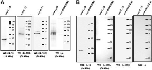 Figure 2. Immunoprecipitations analysis of the mb-IL-15 present on human spleen myofibroblasts. (A) Coimmunoprecipitation with an anti-IL-15 on plasma-membrane fraction. The membrane was then subsequently reprobed by Western blotting (WB) with anti-IL-15Rα, β, γc, or anti-IL-15 Ab: a single 56-kDa specific band was detected by anti-IL-15Rα and a single 14-kDa band with anti-IL-15 Ab. The anti-IL-15Rβ and γc Ab detected specific bands at 70 and 64 kDa, respectively. The isotype control (anti-GM-CSFRβ chain Ab) did not detect any band. (B) Coimmunoprecipitation with an anti-IL-15 on brefeldin A-treated cytosolic fraction. The membrane was then subsequently reprobed by Western blotting with anti-IL-15Rα, β, γc, or anti-IL-15 Ab: a single 14-kDa specific band was detected by anti-IL-15 and a single 56-kDa band with anti-IL-15Rα Ab. No specific bands were detected with the anti-IL-15Rβ and γc Ab. The isotype control (anti-GM-CSFRβ chain Ab) did not detect any band. These results are representative of 3 different experiments. Our data suggest that an IL-15/IL-15Rα complex is assembled intracellularly (B) and then migrates to the cellular membrane, where it associates with the IL-15Rβγc chains (A).