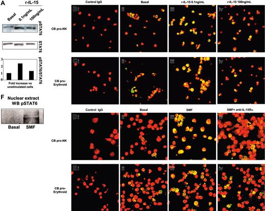Figure 4. Western blot and confocal microscopy analysis of STAT6 phosphorylation and nuclear localization in committed CB progenitors induced by r-IL-15 and SMFmb-IL-15. CB progenitors were analyzed after 5 days in the presence of r-SCF/r-Flt3-L (pro-NK commitment) or in Stemα AE medium (proerythroid commitment). (A) Western blot analysis of STAT6 phosphorylation using anti-pSTAT6 Ab in CB proerythroid progenitors incubated or not (basal) with 0.1 and 100 ng/mL human r-IL-15. Membrane was reprobed with antibody recognizing the native protein. Confocal microscopy of pro-NK (B) and proerythroid cells (C) treated with r-IL-15. Overlay pictures (original magnification, ×63). Panels Bi and Ci indicate negative control; panels Bii and Cii, basal conditions; panels Biii and Ciii, 30 minutes of incubation at 37°C with 0.1 ng/mL human r-IL-15; and panels Biv and Civ, 30 minutes of incubation at 37°C with 100 ng/mL human r-IL-15. Confocal microscopy of pro-NK (D) and proerythroid cells (E) in contact with SMFs. Overlay pictures (original magnification, × 63). Panels Di and Ei indicate negative control; panels Dii and Eii, basal conditions; panels Diii and Eiii, 30 minutes of contact at 37°C with SMF; and panels Div and Eiv, 60 minutes of preincubation with 10 μg/mL neutralizing anti-IL-15Rα mAbs, followed by 30 minutes of contact with SMFs. As negative controls, cells were incubated with rabbit IgG, the second reagent, and propidium iodide. These data are representative of 3 different experiments. (F) Western blot analysis of STAT6 phosphorylation using anti-pSTAT6 Ab in nuclear extracts of 5-day-old CB pro-NK progenitors stimulated or not by 45 minutes of contact with SMFmb-IL-15. Images were acquired with a 63 ×/1.30 objective lens.