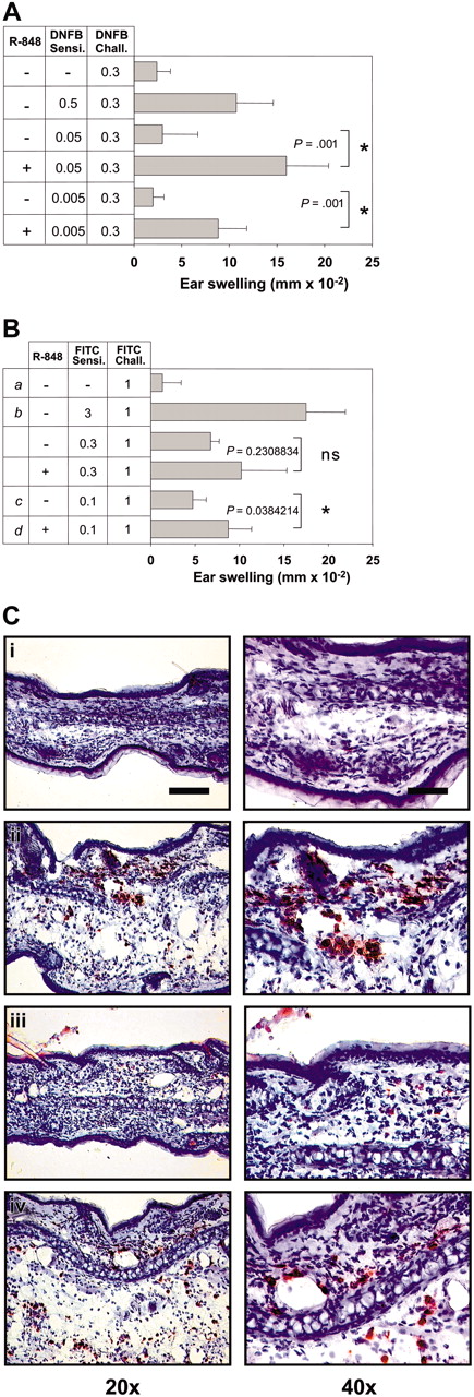 Figure 1. R-848 enhances the induction of CHS. Mice were sensitized by epicutaneous application of DNFB and FITC with the concentrations indicated (A and B, respectively). R-848 was injected intraperitoneally during the sensitization process. Six days (DNFB) and 7 days (FITC) later, the right ear was challenged with the respective hapten, and CHS was determined as increase in ear thickness compared with the vehicle-treated ear. Immediately after measuring ear thickness, ears were harvested for immunohistochemistry and stained with anti-Gr-1 (C). Corresponding groups in panels B and C are labeled i-iv. Data represent means of 5 to 7 mice per group. Each experiment was repeated at least 2 times. The bar represents 100 μm (left column) or 50 μm (right column). The P values for the relevant groups are indicated. Values in panels A and B represent the means ± standard deviation (SD) of all mice measured in each group. *Significant difference.