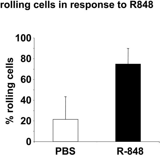 Figure 5. R-848 leads to increased rolling of PBMCs on endothelia. CFSE-stained spleen cells were adoptively transferred to mice. Then the animals were subjected to intravital imaging of green cells within a blood vessel above the inguinal lymph node. After observation of the normal flow of cells, animals received injections of PBS followed by R-848 intraperitoneally. Then the observation was continued within the same vessel until 1 or 2 hours after each injection. Shown is the percentage of cells exhibiting reduced speed or rolling in the blood vessels between 40 to 60 minutes after injection of PBS or 88 ± 26 minutes after injection of R-848. Data represent the mean ± SD for 6 experiments performed with R-848 (5 experiments for PBS).