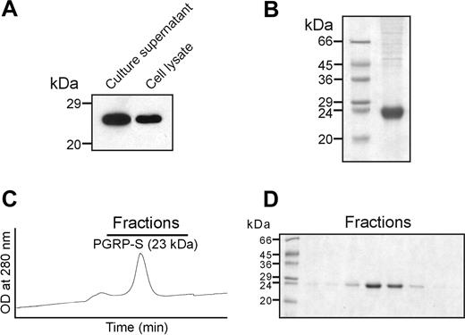 Figure 1. Expression and purification of recombinant human PGRP-S. (A) Cell culture supernatant and cell lysates were tested for expression by Western blot with anti-His(C-term) antibody. (B) Coomassie Blue-stained 12% SDS-PAGE gel showing affinity-purified rhPGRP-S. Molecular markers are shown on the left. (C) Gel filtration chromatogram showing elution of rhPGRP-S from a Superdex 75HR column at a flow rate of 0.5 mL/min. Based on elution volumes of molecular weight standards, rhPGRP-S elutes as a monomer of approximately 23 kDa. (D) fast protein liquid chromatography (FPLC) fractions containing rhPGRP-S were subjected to 12% SDS-PAGE.