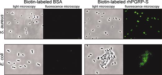 Figure 2. Human PGRP-S binds to S aureus CP5 and E coli K12. Bacteria (2 × 106) were incubated with biotin-labeled rhPGRP-S (10 μg/mL) and BSA (40 μg/mL), respectively, at 37°C for 30 minutes and visualized with streptavidin-Alexa Fluor 488.