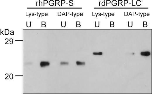 Figure 3. Human PGRP-S binds to Lys-type and DAP-type PGNs. Purified rhPGRP-S or rdPGRP-LC (0.5 μg) were incubated with insoluble Lys-type or DAP-type PGN, and bound protein on the insoluble PGN was separated from unbound protein, as described in “Materials and methods.” One tenth of unbound protein (lane U) and one fifth of bound protein (lane B) were analyzed by Western blot analysis using anti-His(C-term) antibody. Molecular markers are indicated on the left.