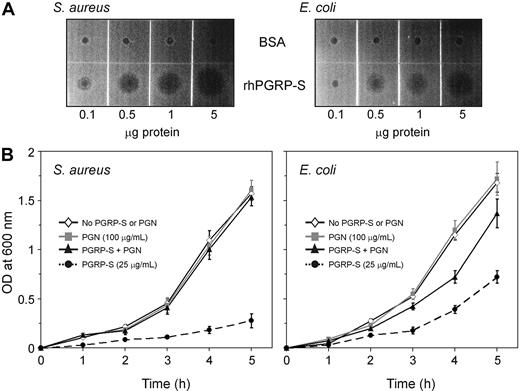 Figure 4. Human PGRP-S inhibits the growth of S aureus CP5 and E coli K12. (A) Radial diffusion assay. Wells were bored into underlay gel (1% agarose in 0.01 × TSB, 10 mM NaPB, pH 7.4) impregnated with bacteria. Proteins were introduced into wells (0.1-5 μg/well), and the plates were overlaid with 1% agarose in 2 × TSB (6% wt/vol) and incubated overnight at 37°C. (B) Suspension assay. Bacteria were incubated in 1 × TSB (3% wt/vol) with 25 μg/mL rhPGRP-S, either alone (•) or supplemented with 100 μg/mL S aureus PGN or E coli PGN (▴), PGN only (▦) or no additives (⋄). Tubes were shaken at 300 rpm for 5 hours, and bacterial density was monitored by measurement of optic density (OD) at 600 nm at 1-hour intervals. Data represent the mean ± SD of 3 independent experiments.