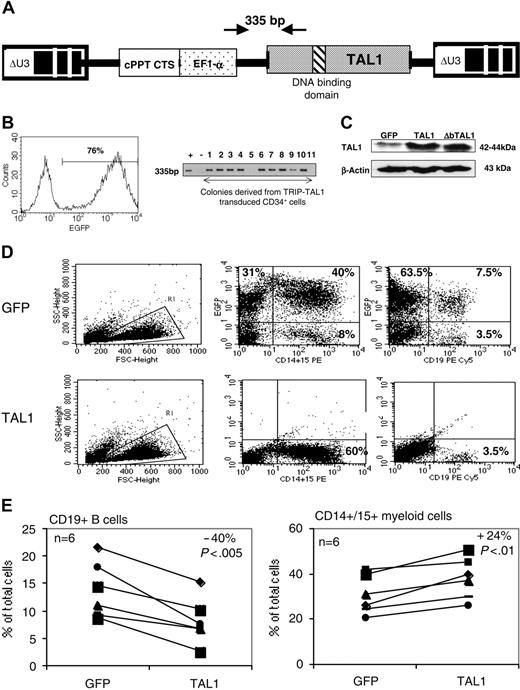 Figure 1. Effect of enforced TAL1 expression on the differentiation of CD34+ cells in lymphomyeloid cultures. (A) Lentiviral construct and localization of primers designed to evaluate the transduction efficiency. (B) Transduction efficiency revealed by flow cytometry (GFP+ cells) or by PCR (TAL1+ cells). GFP-transduced cells were cultured during 3 days in lymphoid/myeloid conditions, and GFP expression was detected by flow cytometry (indicated is the percentage of GFP-expressing cells, left). TRIP-TAL1–transduced cells were plated in CFC assay; colonies were harvested after 14 days and individually subjected to PCR analysis to detect the vector integration. Shown in the right panel is a typical analysis of 11 colonies of which 9 are positive for the vector integration. Controls are Jurkat-L4 cells transduced (+) or nontransduced (-) with TRIP-TAL1 vector. (C) Western blot analysis of TAL1 and ΔbTAL1 protein expression in human CD34+ cells transduced with the TRIP vectors. Blots were stripped and reprobed with antiactin antibody as a control of protein loading. (D-E) In vitro production of CD19+ B cells and of CD14+/CD15+ myeloid cells from transduced cells. Immediately after transduction, cells were cultured in lymphoid/myeloid conditions during 3 weeks, and the proportion of CD19+ B cells and CD14+/CD15+ granulomonocytic cells was evaluated by FACS. Shown is a typical experiment (D) and the overall 6 independent experiments performed (E). Numbers indicate the percentage of positive cells among gated cells. Results obtained with GFP+ cells and TAL1+ cells shown (E) are linked for every experiment. Indicated is the ratio (expressed as a mean percentage) obtained by comparing results from TAL1+ cells and GFP+ cells. Each symbol represents an independent experiment.