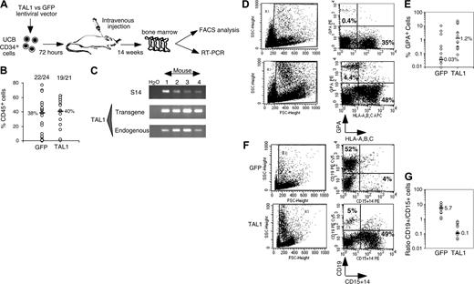 Figure 2. Effect of enforced TAL1 expression on the differentiation of SRCs in NOD-SCID mice. (A) Experimental strategy. (B) Engraftment levels measured by the percentage of human CD45+ cells in the mouse bone marrow; indicated are median values of 4 independent experiments; the numbers of engrafted mice over the total injected mice are also given. (C) Endogenous and transgenic tal1 mRNA levels measured in the human cells engrafted in 4 NOD-SCID recipients from a representative experiment. Semiquantitative RT-PCR was performed with primers that do not amplify the mouse tal1 cDNA. Human S14 levels are used to control the human engraftment levels in every mouse. (D-E) Human erythroid cell engraftment in the BM of NOD-SCID mice. Cells were labeled with anti-GPA antibody and subjected to FACS analysis. Percentages of GPA+ cells in 2 representative mice (D) and in all tested mice (E) are shown (P = .01). (F-G) FACS analysis of the mature human CD19+ B cells and CD14+/CD15+ myeloid cells present among nucleated cells in the BM of NOD-SCID mice. Results from two representative mice are shown (F), and the ratio between CD19+ B cells and CD14+/CD15+ myeloid cells is given for each tested mouse (G). The numbers indicated in panels E and G are median values. Numbers in each FACS quadrant indicate the percentage of positive cells among gated (R1) cells.