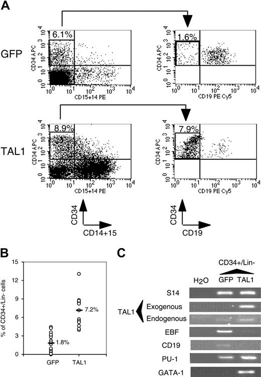Figure 3. Effect of enforced TAL1 expression on the CD34+ cells engrafted into the BM of NOD-SCID mice. (A-B) Measurement of the percentage of CD34+/CD14-CD15-CD19- (Lin-) cells by FACS. CD34+ cells were first gated for their lack of CD14 and CD15 expression. Proportion of CD34+/Lin- was obtained by measuring the percentage of CD34+/CD19- in the CD34+/CD14-CD15- population. Shown are the results of 2 representative mice (A) and the summary of the percentage of CD34+/Lin- cells in the nucleated cells of the BM of engrafted individual NOD-SCID mice (B). Median values are indicated in panel B. (C) Gene expression analysis in CD34+/Lin- cells. RT-PCR were performed on RNA extracted from sorted CD34+/Lin- cells using primers that amplify only human cDNA. Results shown are representative of 2 independent experiments. Each measurement was done twice to ensure reproducibility. Numbers in FACS quadrants indicate the percentage of positive cells in a mononucleated cell gate (panel A).