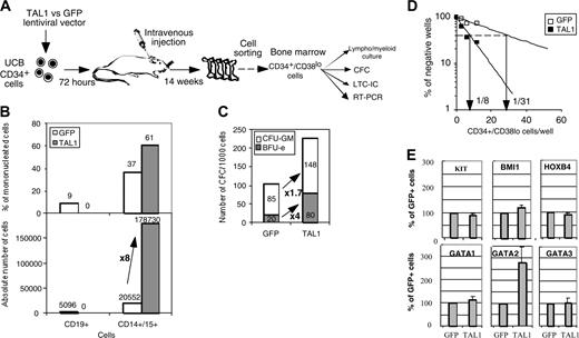 Figure 4. Enforced TAL1 expression amplifies SRC-derived CFCs and LTC-ICs. (A) SRC-derived CD34+/CD38lo cells were purified by cell sorting from the NOD-SCID bone marrow, and their function was studied in different culture conditions. (B) The progeny of sorted CD34+/CD38lo cells was counted and analyzed by FACS after 3 weeks of culture in lymphomyeloid conditions. Results are expressed as the percentage (upper quadrant) and as the absolute number (lower quadrant) of CD19+ B cells and CD15+ myeloid cells. (C) Sorted CD34+/CD38lo cells were cultured in methylcellulose for the detection of human CFCs. Results are expressed in absolute numbers of CFCs generated for 1000 plated cells. Fold increase in absolute numbers of cells or of CFCs between GFP+ cells and TAL1+ cells is indicated (A-B). (D) CD34+/CD38lo cells were cultured at limiting dilutions in LTC conditions. Frequencies of LTC-ICs were calculated according to Poisson statistics and are indicated for GFP and TAL1 transgenes. (E) mRNA levels of KIT, Bmi1, HOXB4, GATA-1, GATA-2, and GATA-3 in CD34+/CD38lo cells were measured by quantitative RT-PCR analysis. After standardization over GAPDH mRNA levels, results were expressed as percentage of GFP+ cells. The mRNA level of every factor was tested at least twice. Error bars indicate standard deviations between measurements. P < .05 for GATA-2 expression.