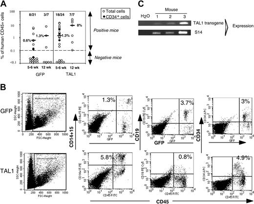 Figure 5. Enforced TAL1 expression enhances SRC activity. (A) Secondary transplantations were performed by intravenous injection of total bone marrow cells containing 2 to 2.5 × 106 human CD45+ cells (39 mice, white symbols) or of purified human CD34+ cells (6 mice, black symbols) from primary mice. Secondary mice were analyzed at 5 to 6 weeks (45 mice, 3 experiments) and at 12 weeks after transplantation (14 mice, 1 experiment). Shown are the levels of engraftment measured by the percentage of CD45+ cells achieved in secondary recipients. Median values are indicated. A positive mouse contained at least 0.1% human cells in its BM. (B) Phenotype analysis of the human cells detected in 2 representative secondary recipients analyzed 5 weeks after transplantation. Percentage of positive cells is indicated in each quadrant for every surface marker tested. (C) TAL1 transgene expression in human CD45+ cells enriched from the bone marrow of 3 secondary recipients that received BM cells from primary mice that received a transplant 5 weeks before with TAL1+ cells.