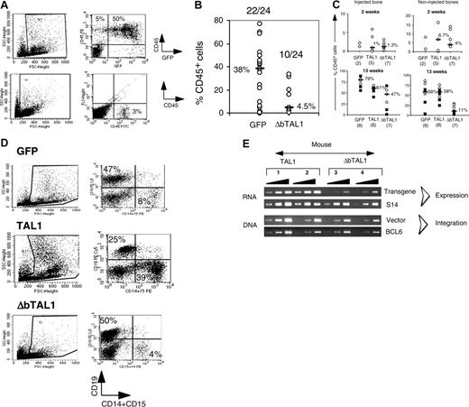 Figure 6. Expression of ΔbTAL1 mutant protein interferes with the SRC activity. (A-B) Engraftment levels in the BM of NOD-SCID mice that received a transplant with GFP- and ΔbTAL1-transduced cells. (A) Percentages of human CD45+ cells in the bone marrow of 2 representative NOD-SCID mice that received a transplant intravenously 14 weeks before with GFP- and ΔbTAL1-transduced CD34+ cells. (B) Summary of the results of 4 independent experiments. The ratios of positive to total injected mice and the median value of the percentage of CD45+ cells for each group of mice are indicated. (C) Human cell engraftment levels obtained from mice that received a transplant by intrabone injection with GFP-, TAL1-, and ΔbTAL1-transduced cells. Shown are the percentages of human CD45+ cells detected in the injected bone (left) and in the noninjected side bones (right). Engraftment levels were analyzed 2 (1 experiment) and 13 weeks (2 experiments) after transplantation. Median percentages of CD45+ cells are indicated as well as the number of tested mice. (D) Phenotypic analysis of the human cells detected in the BM of intrabone injected NOD-SCID mice. GFP-, TAL1-, and ΔbTAL1-transduced cells were recovered from all the bones of individual NOD-SCID mice and analyzed by FACS for the presence of CD19+ cells and CD15+ cells. Shown are the results of 3 representative mice. Numbers indicate the percentage of positive cells in a gated population. (E) Transgenic TAL1 and ΔbTAL1 expression and vector integration measured by semiquantitative PCR analysis in human cells purified from the BM of 4 mice that received a transplant by intrabone injection with TAL1 (mice 1 and 2) and ΔbTAL1 (mice 3 and 4) transduced CD34+ cells. Primers used in RT-PCR were designed to amplify both TAL1 and ΔbTAL1.