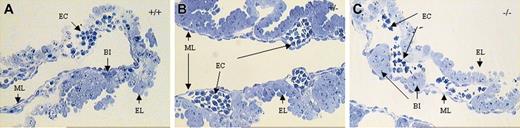 Figure 5. Representative photographs of 1-μm thick plastic sections of E10.5 yolk sacs. (A) KLF2+/+, (B) KLF2+/-, and (C) KLF2-/- embryos, stained with a solution of Toluidine Blue, Azure II, and Methylene Blue. EC indicates erythroid cells; BI, blood island; EL, epithelial layer; ML, mesothelial layer. Photographs were taken at 200 × magnification.