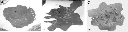Figure 6. Electron micrographs of ultrathin sections of E10.5 yolk sacs. (A) KLF2+/+ and (B-C) KLF2-/- embryos, stained with uranyl acetate and lead citrate. N indicates nucleus; C, cytoplasm. Photographs were taken at 21 000 × magnification.