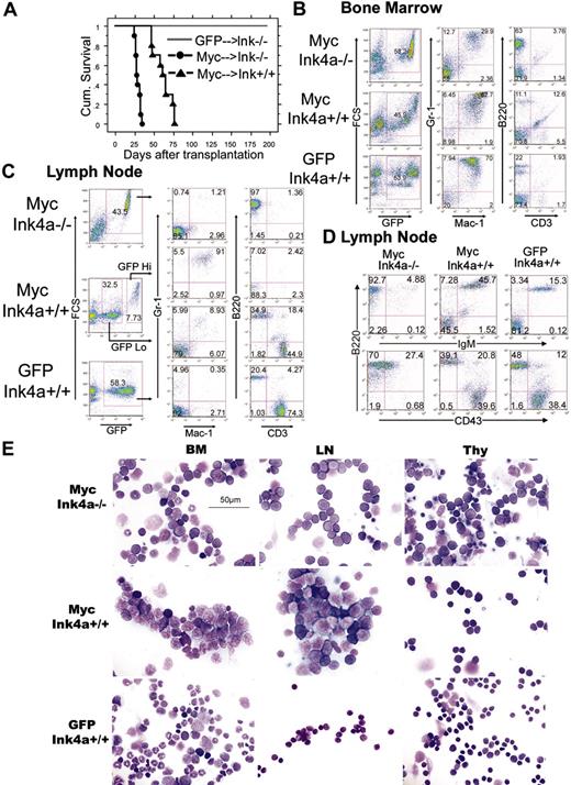 Figure 1. MSCV-Myc induces myeloid and lymphoid disease phenotypes simultaneously in Ink4a-/- mice, and myeloid leukemia exclusively in Ink4a+/+ mice. (A) Kaplan-Meier survival analysis of mice that underwent transplantation with Ink4a+/+ or Ink4a-/- bone marrow. GFP indicates MSCV-GFP; Myc, MSCV-Myc; Ink, Ink4a. Mice reconstituted with Ink4a-/- bone marrow transduced with GFP (GFP/Ink-/-) were free of disease. Median survival of Myc→Ink4a-/- reconstituted mice was 28 days, and that of Myc→Ink4a+/+ mice was 62 days. (B) Flow cytometric analysis of bone marrow cells from Myc→Ink4a+/+ and Myc→Ink4a-/- mice. Bone marrow data from GFP→Ink4a+/+ mice are shown as controls. GFP-positive cells from Ink4a-/- mice show two populations of leukemic cells: a Mac-1+/Gr-1+ myeloid population, and a B220+/CD3- lymphoid population. In Ink4a+/+ mice, there is only a single Mac-1+/Gr-1+ myeloid population. (C) Flow cytometric analysis of lymph node cells from Myc→Ink4a+/+ and Myc→Ink4a-/- mice. Lymph node cells from GFP→Ink4a+/+ mice are shown as controls. Myc→Ink4a-/- mice show a single GFP-positive population with a B-lymphoid immunophenotype (Mac-1-/Gr-1-, and B220+/CD3-). Lymph node cells from Myc→Ink4a+/+ mice show two populations of cells, a GFP-low and a GFP-high population. The GFP-high cells are Mac-1+/Gr-1+ myeloid cells, and the GFP-low cells are a mixture of B220+ B lymphocytes and CD3+ T lymphocytes similar to those seen in lymph nodes of control GFP→Ink4a+/+ mice. (D) Further immunophenotyping of lymph node cells from leukemic mice. IgM and CD43 staining reveals that lymphoid cells from Myc→Ink4a-/- mice are immature (IgM-/CD43-low) B-lineage cells, in contrast to lymph node cells from Myc→Ink4a+/+ mice and GFP→Ink4a+/+ mice, which are a mixture of mature IgM+ B cells and T cells that are CD3+. (E) Cell morphology. Myc→Ink4a-/- mice show a mixture of myeloid and lymphoid blast cells in the bone marrow (BM), and lymphoid blasts in the lymph nodes (LN) and thymus (Thy). Myc→Ink4a+/+ mice show only myeloid blasts in the bone marrow and lymph nodes, and normal-appearing cells in thymus.