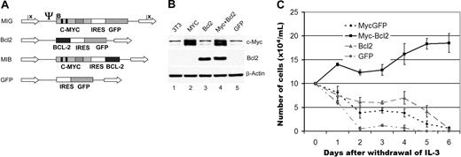 Figure 2. Design of retroviral constructs expressing Myc and Bcl-2. (A) Murine c-Myc was inserted into the MSCV-IRES-GFP backbone, which uses the long terminal repeat (LTR) sequence to drive high expression. Dark bars represent Myc Box I and Box II. Striped bar represents the basic helix-loop-helix leucine zipper motif. Arrows represent LTRs. Psi represents the viral packaging sequence. B indicates BamHI; E, EcoRI; n, NcoI; H, HindIII; X, Xba. The murine Bcl-2 coding region was inserted into the viral backbone in a similar fashion. A construct coexpressing both Myc and Bcl-2 was generated by replacing the GFP sequence in the Myc construct with the Bcl-2 coding region. MIG indicates MSCV-IRES-GFP; MIB; MSCV-Myc+ Bcl 2 (B) Expression of Myc and Bcl-2 in transfected 3T3 cells. Cells in exponential growth phase that were transfected with either GFP or Bcl-2 express similar levels of c-Myc. The cells transfected with either Myc or Myc/Bcl-2 construct express significantly higher levels of c-Myc. Only the cells transfected with either Bcl-2 or c-Myc/Bcl-2 express Bcl-2 protein. (C) IL-3-independent growth of BaF3 cells. Only cells transfected with both Myc and Bcl-2 (black line), but not Myc or Bcl-2 alone (gray line and long dashed line), grow in the absence of IL-3. Cells transfected with GFP alone do not grow in the absence of IL-3 (dotted line).