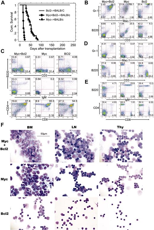 Figure 3. Inhibition of apoptosis with Bcl-2 is required for development of lymphoid but not myeloid leukemias. (A) Kaplan-Meier survival analysis of bone marrow transplants using MSCV-Bcl2, MSCV-Myc, and MSCV-Myc+Bcl2 using wild-type Balb/c donors and recipients. (B) Flow cytometric analysis of bone marrow cells from animals that underwent transplantation. Samples from MSCV-Myc and MSCV-Myc+Bcl2 mice were isolated from moribund animals. MSCV-Bcl2 mice never appeared ill and were killed as controls 5 months after marrow transplantation. Compared with MSCV-Bcl2 mice, both MSCV-Myc and MSCV-Myc+Bcl2 mice have a large Gr-1+/Mac1+ blast population. MSCV-Myc mice also show a population of cells pseudo-positive for both B220 and CD3. These cells were judged apoptotic cells as judged by annexin V and 7-AAD staining, morphology, and failure to give disease in secondary transplant recipients (not shown). (C) Flow cytometric analysis of thymocytes from the same leukemic and control animals. MSCV-Myc+Bcl2 mice show an increase in B220+/IgM- early B cells in the thymus whereas MSCV-Myc mice show a relative loss of mature single-positive thymocytes. (D, E) Flow cytometric analysis of lymph node cells isolated from MSCV-Myc+Bcl2, MSCV-Myc, and MSCV-Bcl2 animals. Both MSCV-Bcl2 and MSCV-Myc mice have a near-normal complement of B and T cells. (D) Immunophenotype of lymph node cells of mice that underwent transplantation. B220+ cells predominate in MSCV-Myc+Bcl2 mice at the expense of CD3+ T cells. (E) Lymph node cells in MSCV-Myc+Bcl2 mice are immature B lymphoblasts (CD43+, IgM-). In contrast, lymph node cells from MSCV-Myc and MSCV-Bcl2 mice are a mixture of mature B cells (CD43-, IgM+) and mature T cells (CD4 and CD8 single-postive cells). (F) Histopathologic analysis of hematopoietic tissues from MSCV-Myc+Bcl2, MSCV-Myc, and MSCV-Bcl2 mice. MSCV-Myc+Bcl2 mice have myeloid blast cells in the bone marrow and lymphoid blast cells in the lymph node and thymus. MSCV-Myc mice have myeloid blast cells in the bone marrow, mostly mature lymphocytes in the lymph nodes, with some invading myeloid blasts, and normal-appearing thymocytes in the thymus. MSCV-Bcl2 mice have mature-appearing, apparently normal cells in the bone marrow, lymph nodes, and thymus.