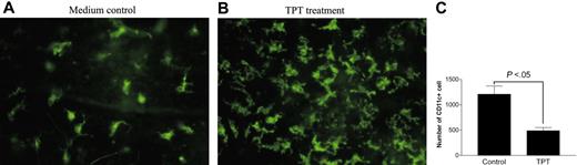 Figure 6. TPT inhibits epidermal Langerhans cell migration from skin explants. The ear halves from groups of 5 mice were cultured in 24-well plates as described in “Materials and methods” (with 100 ng/mL murine MIP-3β) and contained 2.5 nM TPT or medium alone. (A) 48 hours later, epidermal sheets were prepared from the ear halves and immunolabeled with FITC–anti–I-A/I-E antibody. Epidermal sheets were observed and photographed under a fluorescence microscope (magnification, × 40). (B) FACS analysis of LC egress from cultured ear halves. Cells in culture medium of the ear halves were collected and stained with PE–anti-CD11c and resuspended in 0.3 mL PBS and analyzed on FACScan for 50 seconds. The data are representative of 3 independent experiments with similar results. Error bars indicate standard deviation.