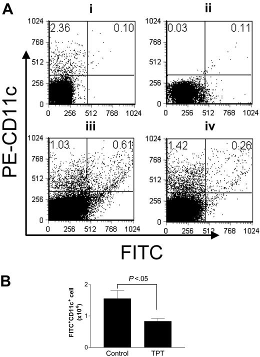 Figure 7. TPT inhibits epidermal Langerhans cell migration in vivo. (A) A lower frequency of hapten-bearing cells were detected in the draining LNs of TPT-treated mice. The mice were treated with TPT (0.1 mg/kg/d, intraperitoneally) or vehicle alone for 5 days. On the last day of TPT treatment, all mice were painted on the dorsum of their ears with 10 μL 1% FITC in acetone/dibutylphalate (1:1). 24 hours later, auricular LNs (ALNs) were taken, and single-cell suspensions were prepared, stained with PE–anti-CD11c, and then analyzed on FACScan. (Ai) ALN cells from naive mice, staining with PE-CD11c. (Aii) ALN cells from FITC-painting mice. (Aiii) ALN cells from untreated mice stained with PE-CD11c. (Aiv) ALN cells from TPT-treated mice stained with PE-CD11c. Numbers indicate percentage of cells present in quadrants. (B) TPT-treatment reduced the FITC-bearing cell number in the draining LNs. The FITC-bearing cell number was calculated from the percentage of FITC+ cells and total ALN cell number. The data are representative of 3 independent experiments with similar results. Error bars indicate SD.