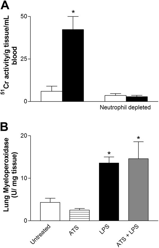 Figure 7. Platelet recruitment into endotoxemic lungs with or without neutrophils. (A) Amount of wild-type platelet recruitment into the lung in untreated and LPS-treated mice. In a second series of experiments, mice received anti-neutrophil antibody and then received LPS and wild-type 51Cr-labeled platelets. □ indicates untreated; ▪, LPS. (B) Summary of the amount of neutrophil influx (myeloperoxidase) into lungs in response to LPS in mice that did or did not receive antithrombocyte serum (ATS). Data are expressed as the arithmetic mean ± SEM from 4 mice in each group. * P < .05 versus groups not receiving LPS.