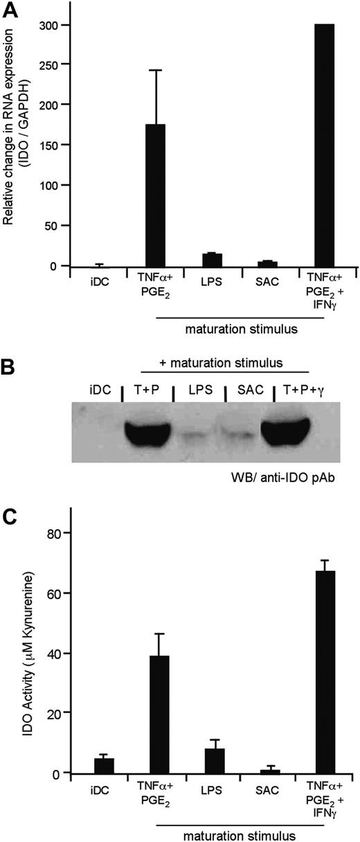 Figure 2. The maturation stimulus used influences IDO expression and activity. Human monocyte-derived iDCs were cultured in media alone or exposed to distinct maturation stimuli as indicated. (A) The relative expression levels of IDO were measured using quantitative RT-PCR. IDO expression is represented as a ratio of IDO/GAPDH as compared with iDCs (set to a value of 1.0 to normalize the data). Each bar corresponds to the mean of all donors assayed (n = 1-7). Error bars indicate standard error of the mean (SEM). Non-normalized data are reported in Table 1. (B) IDO protein was detected by Western blot in cell extracts using a polyclonal rabbit anti-human IDO Ab. The cell number from which the protein was derived was normalized prior to loading the gel; and Ponceau Red staining of the membrane confirmed that equivalent protein content was being analyzed (data not shown). (C) Following the different culturing conditions, DCs were washed well and incubated for 4 hours in HBSS containing 100 μM tryptophan. Supernatants were harvested, and the concentration of kynurenine was determined. The mean concentration of kynurenine, as measured by HPLC, is represented (n = 1-6). Error bars indicate SEM. Numeric values and the range observed in different donors are reported in Table 1.