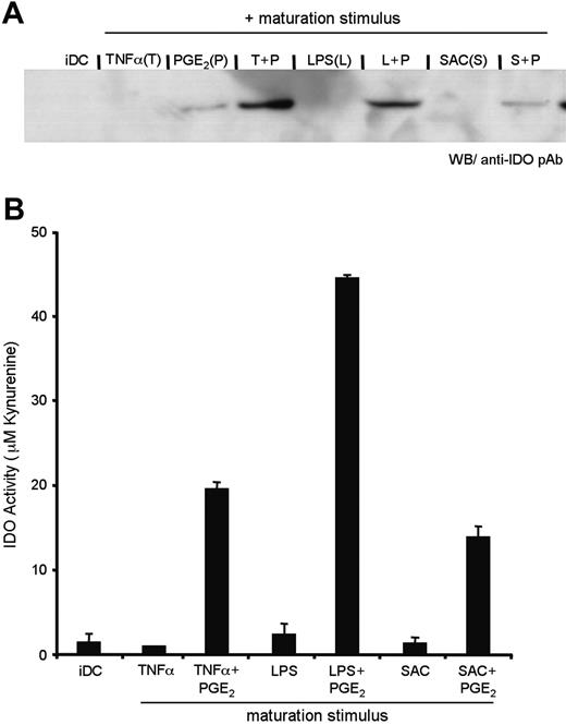 Figure 4. TNF-R and TLR engagement triggers IDO enzymatic activity. DCs were prepared as above, with maturation stimuli consisting of TNFα, LPS, or SAC, either in the presence or absence of PGE2. (A) IDO protein expression was detected by Western blot, and (B) enzymatic activity was quantified by the colorimetric assay for kynurenine, as described in the “Materials and methods.” Error bars indicate SEM.