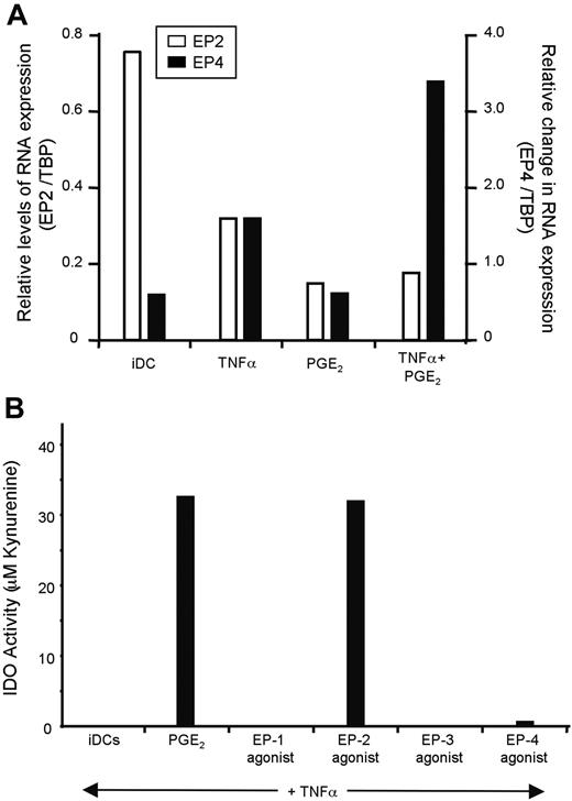 Figure 5. PGE2 acts via EP2 to stimulate IDO expression. (A) We monitored EP2 and EP4 mRNA expression in DCs exposed to TNFα, PGE2, or a combination of both stimuli. TBP was used as a reference for our qPCR studies because its expression levels matched that of the EP-Rs. Of note, no message could be detected for EP1 and EP3 by qPCR (data not shown). (B) PGE2 was replaced by different EP agonists during DC maturation, and IDO activity was assessed after 48 hours. L-335677, Butaprost, L-826266, and L-161982 were used to stimulate EP1 to EP4, respectively. All were used at a concentration of 50 μM. In similar experiments, sulprostone was used as an EP1>> EP3 agonist and 19R-hydroxy PGE2 as an EP2 agonist, with similar results (data not shown).