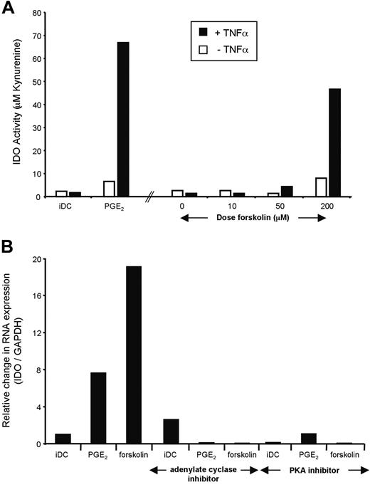 Figure 6. PGE2 signals via cyclic adenosine monophosphate (cAMP) and PKA to trigger IDO. (A) The adenylate cyclase activator forskolin mimics PGE2 activation of EP2/4 and induces IDO activity in the presence of TNFα. Monocyte-derived DCs (MoDCs) were matured during 48 hours in the presence of increasing doses of forskolin with or without TNFα. IDO activity was assessed spectrophotometrically after 4 hours at the end of the culture. (B) The adenylate cyclase inhibitor SQ22536 and the PKA inhibitor H-89 block IDO expression. Monocyte-derived DCs were cultured in the presence of PGE2 or forskolin, in addition to TNFα for 48 hours. The effect of inhibiting adenylate cyclase during this culture using SQ22536, as well as the effect of the PKA inhibitor H-89, were assessed on IDO mRNA levels.