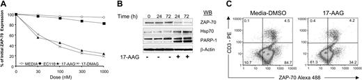 Figure 4. Inhibition of Hsp90 induces degradation of ZAP-70 in CLL cells but not in T cells. (A) ZAP-70+ CLL cells were treated in vitro with increasing concentrations of 17-AAG (▴), 17-DMAG (×) and the analog EC116 (▪) for 48 hours. Cells incubated in media with DMSO 1% final concentration were used as a control (⋄). ZAP-70 expression was evaluated by intracellular staining. (B) ZAP-70 expression in CLL cells after treatment with 17-AAG (100 nM) was evaluated by immunoblot at different time points. In addition, immunoblots were probed with anti-Hsp70 and anti-poly ADP-ribose polymerase (PARP-1) monoclonal antibodies.β-actin was used as a protein loading control. Apoptosis after treatment with 17-AAG was 30% and 50% at 24 and 72 hours, respectively. (C) Peripheral blood mononuclear cells from ZAP-70+ patients were treated for 48 hours with 17-AAG (300 nM). The cells were stained with specific antibodies and analyzed by flow cytometry. The panel shows a density plot of cells labeled with anti-CD3 and anti-ZAP-70 antibodies. In each quadrant the percentage of cells is shown. The ZAP-70 mean florescence intensity (MFI) prior to treatment with 17-AAG in CLL cells was 110 and in T cells was 210. The posttreatment MFI value for ZAP-70 was 25 for CLL cells and 190 for T cells.