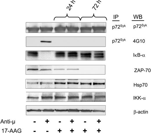 Figure 6. Inhibition of Hsp90 impairs B-cell receptor (BCR) signaling in ZAP-70+ CLL cells. ZAP-70+ CLL cells were preincubated with 17-AAG for 24 and 72 hours and then treated for 10 minutes with F(ab')2 anti-μ antibodies to induce cellular activation. Protein lysates were immunoprecipitated (IP) with specific anti-p72Syk antibody and assessed by Western blot (WB) for tyrosine phosphorylation using 4G10 antibody and p72Syk expression. Protein lysates from the same samples were evaluated by Western blot using the indicated antibodies. Activation of NF-κB was assessed by degradation of IκB-α. These results were reproduced more than 3 times.