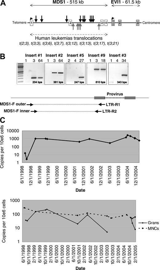 Figure 1. Retroviral integration at the MDS1/EVI1 locus. (A) Location of the 14 independent RISs identified within the Mds1/Evi1 locus. Black arrows indicate RISs with the provirus in the same orientation as transcription; gray arrows indicate RISs with the provirus in the reverse orientation. Locations mapped using July 2003 human genome assembly. (B) RIS-specific PCR using insert-specific 5′ genomic nested forward (F) primers and 3′ LTR-R primers to confirm the presence of the fusion sequence in blood granulocytes from individual animals, shown for insertion nos. 1, 2, 3, 5, and 9 (see Table 1 for list of inserts and Table S1 for primer sequences). MPT indicates months after transplantation. Expected amplification product size is indicated. (C) Taqman PCR measuring the contributions from individual Mds1 clones over time. Animal RC501 underwent transplantation in June 1998. The top panel shows the level of insert no. 1 in granulocytes. The bottom panel shows the level of insert no. 2 in granulocytes and mononuclear cells. A total of 4 additional inserts analyzed by Taqman showed similar results, with no significant change in the level of contribution of the MDS1 RIS over time in granulocytes or mononuclear cells (MNCs).