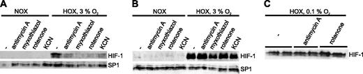 Figure 1. Western blot analysis of HIF-1α in extracts from human osteosarcoma cells (U2OS) treated with various mitochondrial inhibitors. Cells were cultured for 4 hours in normoxia (NOX) or hypoxia (HOX) with or without inhibitors of the ETC. The transcription factor SP-1, which is not responsive to hypoxia, served as a control for uniform loading and transfer. (A) Cells were cultured in intermediate hypoxia (3% O2) on conventional polystyrene dishes. (B) Cells were cultured in intermediate hypoxia (3% O2) on gas-permeable dishes. (C) Cells were incubated with or without antimycin A (1 μg/mL) or rotenone (1 μM) for 4 hours under strong hypoxic conditions (0.1% O2) on conventional cell culture supports.