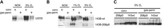 Figure 2. Immunoblot analysis of HIF-1α protein expression in conventional, oxygen-impermeable culture dishes versus gas-permeable dishes. (A) Human osteosarcoma cells (U2OS) were exposed to intermediate hypoxia (3% O2) for 18 hours on the indicated type of culture dish. (B) Human osteosarcoma cells (143B-wt) and their mitochondrial DNA-deficient derivative 143B-206ρ0 were grown on conventional or gas-permeable cell culture dishes and incubated in 20% O2, 1% O2, or 3% O2. Confluent 143B-wt expresses detectable levels of HIF-1α. (C) Comparison of 143B-wt and 143B-206ρ0 cells cultured on conventional versus oxygen-permeable supports at 3% oxygen.