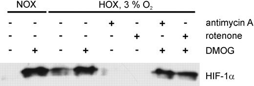Figure 4. HIF-1α protein expression in U2OS cells exposed to inhibitors of the electron transport chain in combination with PHD inhibitors. Cells were exposed to DMOG (100 μM) in normoxia, or to antimycin A (1 μg/mL) or rotenone (1 μM) in normoxia (NOX) or in hypoxia (3% O2, HOX) for 4 hours. Additionally, a combination of an ETC inhibitor and DMOG was applied to the cells.