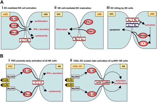 Figure 1. In vitro and in vivo NK-cell-DC interactions. (A) In vitro NK cell-DC interactions. Three types of NK-cell-DC interactions have been described. They are all dependent on cell-cell contact and cytokine signals.1 Activated DCs mediate NK-cell activation. In particular, DC-derived IL-15, IL-12/IL-18, and IFN-α/β could specifically enhance NK-cell proliferation, IFN-γ secretion, and cytotoxic function, respectively.2 Activated NK cells promote DC maturation. In human, NKp30 appears to play a central role in this interaction.3 Immature DCs, but not mature DCs, are killed by NK cells. This phenomenon appears to be dependent on NKp30 as well. iDC indicates immature DCs; mDC, mature DCs; rNK, resting NK cells; aNK, activated NK cells. (Ai-Aiii) Examples of L (ligand)-R (receptor) interactions. In panel Ai, L1 indicates MICA/B; R1, NKG2D. In panel Aii, R2 indicates TREM2 (mouse) or NKp30 (human). In panel Aiii, R3 indicates NKp30; and L4, HLA-E. (B) In vivo NK-cell-DC interactions during MCMV infection. (Bi) pDCs promote early activation of NK cells through IL-12 and IFN-α/β production following activation by viral CpG motifs. (Bii) CD8α DCs sustain later activation of Ly49H+ NK cells. Although Ly49H is known to bind to m157, it should be stressed that m157-Ly49H interaction between NK cells and DCs has not been formally demonstrated.