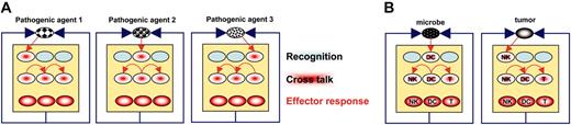 Figure 2. The central role of cell-cell crosstalk in the immune function. (A) In this model, each immune cell type specifically expresses a receptor for 1 pathogenic agent. The elimination of this agent, however, needs the coordinated effort of several immune cell types. This may only be achieved through cell-cell crosstalk, resulting in activation spreading. (B) As a prototypical example, in the case of a tumor or a microbe, initial recognition may involve NK-cells and DCs, respectively.