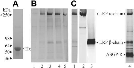 Figure 1. Purification of the Hx-heme receptor from placenta and liver by Hx-heme affinity chromatography. (A) SDS-PAGE of the purified human Hx used for coupling to heme and the Sepharose matrix. (B) SDS-PAGE showing the elution profile of the eluate from the Hx-heme-Sepharose column loaded with solubilized human placenta membranes. (C) SDS-PAGE of the eluate (lane 1, peak fraction) from a Hx-heme-Sepharose column loaded with human liver membranes. Lanes 2 and 3 show Western blotting of liver Hx-heme affinity eluate using the monoclonal antibodies A2MRα-2 and A2MRβ-1, which recognize the LRP/CD91 α- and β-subunits, respectively. Lane 4 shows SDS-PAGE of the eluate from a Hx-heme column after multiple (> 10) loading-elution runs. Notice that the asialoglycoprotein receptor (ASGP-R) now is becoming a predominant band.