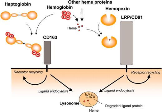 Figure 7. Overview of the receptor pathways for endocytosis of extracellular heme and hemoglobin in complex with hemopexin and haptoglobin, respectively. LRP/CD91 and CD163 represent 2 pathways for uptake of extracellular heme incorporated in Hx-heme and haptoglobin-hemoglobin. Both receptors are highly expressed in phagocytic macrophages, which are known to metabolize heme into bilirubin, Fe, and carbon monoxide. In addition to the expression in macrophages, LRP/CD91 is highly expressed in several other cell types including hepatocytes, neurons, and syncytiotrophoblasts.31