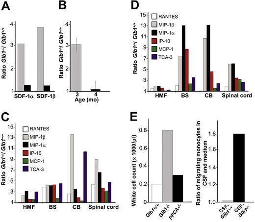 Figure 1. RNA up-regulation of chemokines in the CNS of Glb1-/- mice. (A) Real-time PCR was performed on total RNA extracted from the cerebellum of Glb1+/+ and Glb1-/- mice at 3 months (▦) and 4 months (▪) of age. SDF-1α and SDF-1β mRNAs were higher in Glb1-/- mice than in Glb1+/+ mice. The reactions were standardized to the level of GAPDH mRNA. (B) ELISA of SDF-1α protein in Glb1-/- cerebellum extracts showed that relatively more SDF-1α was expressed at 3 months (▦) than at 4 months (▪) of age. (C-D) RNase protection assay revealed that the β-chemokines RANTES, MIP-1β, MIP-1α, IP-10, MCP-1, and TCA-3 were up-regulated in hindbrain, midbrain, and forebrain regions (HMF); brain stem (BS); cerebellum (CB); and spinal cord of 3- (C) and 4-month-old (D) Glb1-/- mice compared with those of Glb1+/+ controls. The relative levels of RNA induction were normalized against L32 RNA. The amount of chemokines expressed is reported as fold increase over that detected in age-matched Glb1+/+ mice. (E) CSF from 3-month-old Glb1-/- mice contained more white blood cells (WBCs) than did the CSF from PPCA-/- mice or Glb1+/+ littermates. (F) Transmigration assay demonstrated increased monocyte migration toward Glb1-/- CSF than toward Glb1+/+ CSF. Nonspecific cell migration toward serum-free medium was used as a negative control. Data are expressed as mean ± standard deviation (SD).