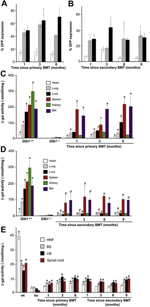 Figure 2. Engraftment of MSCV-β-gal-GFP-transduced BMCs. (A-B) GFP expression in red blood cells (□), platelets (▦), and WBCs (▪) demonstrated consistent, long-term expression of the transgene as long as 6 months after primary transplantation (1 month, n = 7; 3 months, n = 10; 6 months, n = 6) and as long as 9 months after secondary transplantation (1 month, n = 3; 3 months, n = 3; 6 months, n = 3; 9 months, n = 3). (C-D) Analyses of β-gal activity in systemic tissues of treated mice revealed a significantly higher level of expression of the corrective enzyme after primary (Glb1+/+, n = 7; Glb1-/-, n = 5; 1 month, n = 7; 3 months, n = 8; 6 months, n = 8) and secondary transplantation (Glb1+/+, n = 7; Glb1-/-, n = 3; 1 month, n = 3; 3 months, n = 3; 6 months, n = 3; 9 months, n = 3) compared with Glb1-/- untreated mice. (E) The β-gal activity was higher in the HMF (hindbrain, midbrain, and forebrain), brain stem, cerebellum, and spinal cord of Glb1-/- mice that underwent primary transplantation and in the brainstem, cerebellum, and spinal cord of Glb1-/- mice that underwent secondary transplantation compared with untreated Glb1-/- mice. Data are expressed as mean ± SD; groups were compared by one-way repeated measures analysis of variance (ANOVA). *P < .001 and #P < .05 relative to untreated Glb1-/- littermates at the same age; post hoc Tukey test.