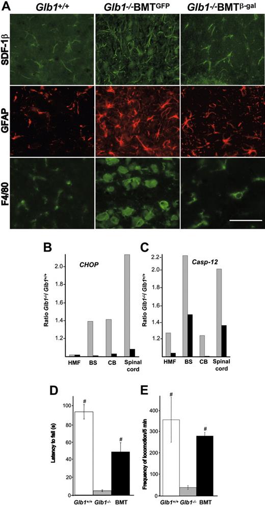 Figure 7. Amelioration of inflammatory response, down-regulation of the UPR effectors, and improvement of neuromotor abilities of Glb1-/- mice after BMT. (A) Immunolabeling using an anti-SDF-1β antibody demonstrated that the level of this chemokine was lower in the thalamus of 6-month-old treated Glb1-/- mice (Glb1-/- BMTβ-gal) than in Glb1-/- mice that underwent mock transplantation (Glb1-/- BMTGFP). Anti-GFAP staining demonstrated attenuation of reactive gliosis in the thalamus of 4-month-old treated Glb1-/- mice. Immunolabeling with anti-F4/80 antibody showed that the proliferation and activation of microglia in the thalamus of 3-month-old treated Glb1-/- mice were reverted to a resting state. Size bar corresponds to 50 μm. (B-C) CHOP and caspase-12 mRNA levels in the hindbrain, midbrain, and forebrain (HMF), brain stem (BS), cerebellum (CB), and spinal cord of treated Glb1-/- mice (▪) were restored to levels that were comparable with those seen in wild-type tissues (▦). (D) Glb1-/- mice that underwent transplantation (▪) performed better than untreated Glb1-/- mice (▦) but not as well as wild-type mice (□) on the rotating rod test of motor coordination and balance (n = 15). (E) Similar results were seen on the open-field exploratory activity test (n = 17). Data are expressed as mean ± SD; groups were compared by one-way repeated measures ANOVA. #P < .05 relative to untreated Glb1-/- littermates at the same age; post hoc Tukey test.